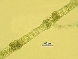 Dettaglio degli organi pluriloculari